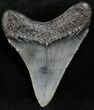 Juvenile Megalodon Tooth - South Carolina #27247-1